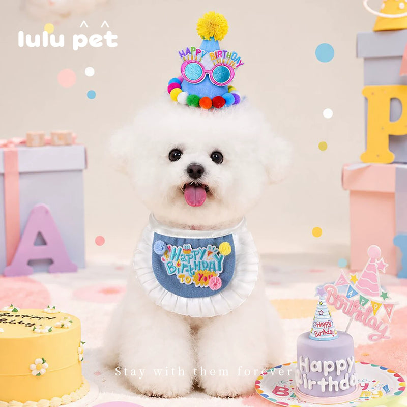 Bichon wearing the birthday party hat