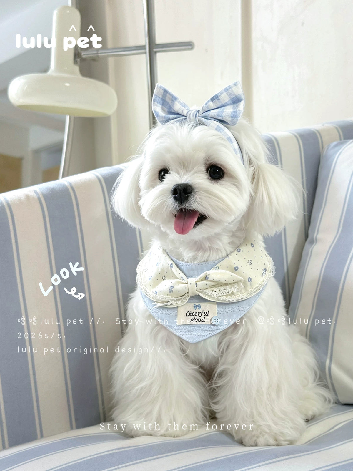 Maltese wearing the Cloud Bow bandana