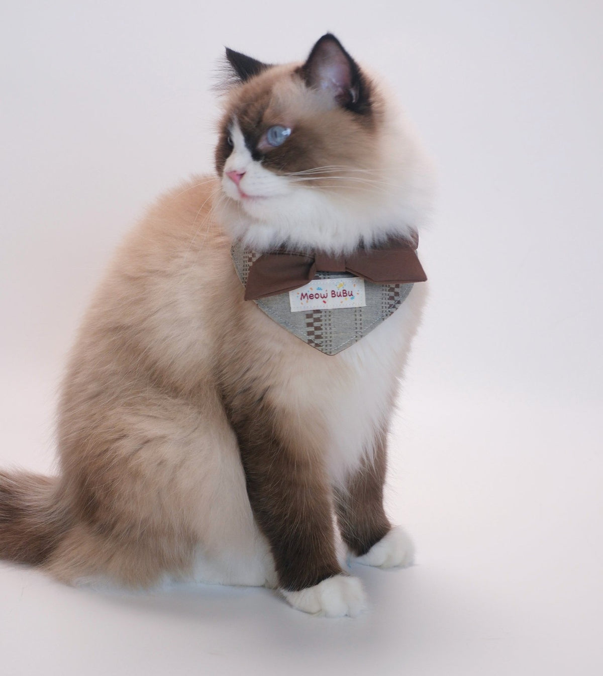 Ragdoll cat wearing the Autumn Woods Sailor Collar