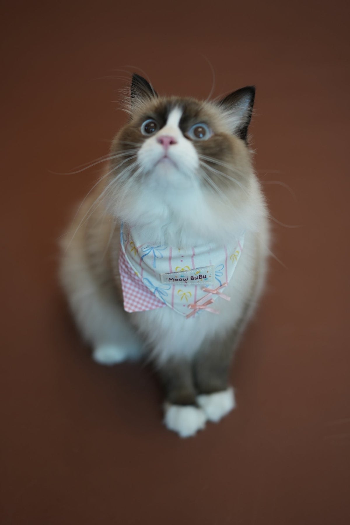 Ragdoll cat wearing the Cream Dream Bandana