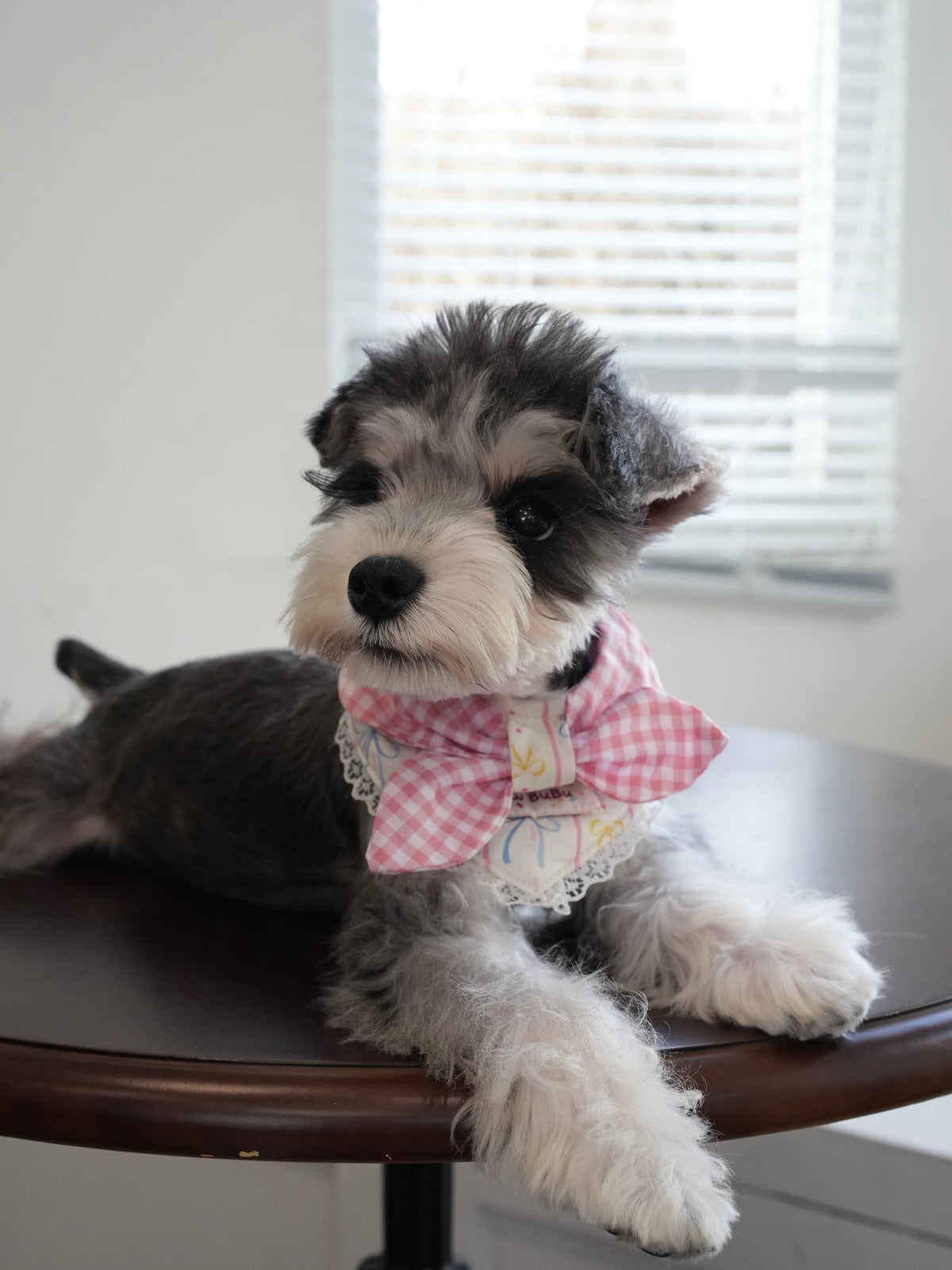 Schnauzer wearing the Cream Dream Sailor Collar