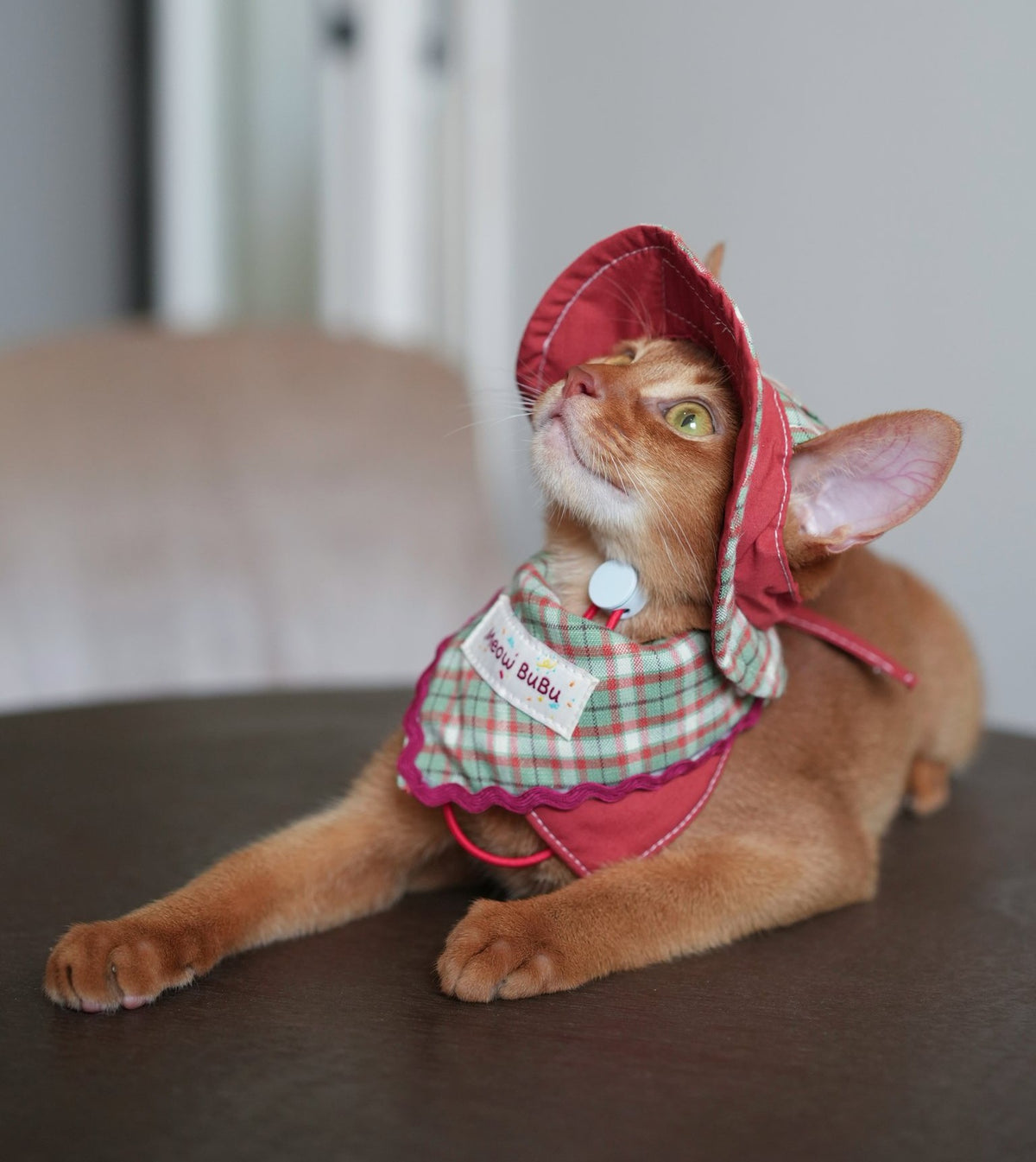 Abyssinian cat wearing the Forest & Flame Bandana and Bucket Hat