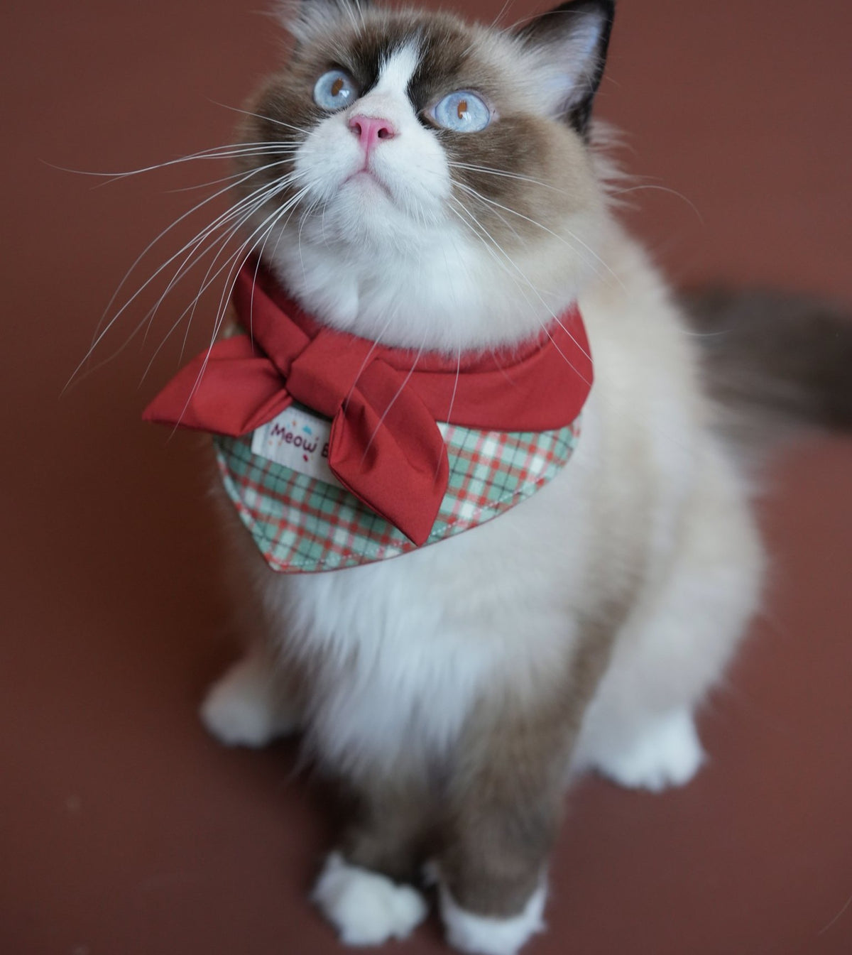 Ragdoll cat wearing the Forest & Flame Sailor Collar