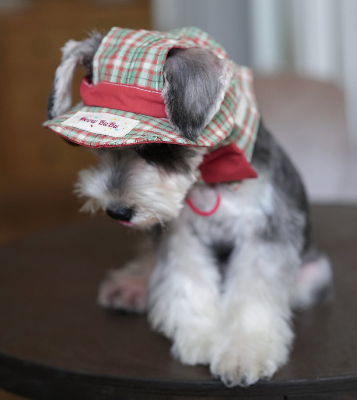 Schnauzer wearing the Forest & Flame Bucket Hat