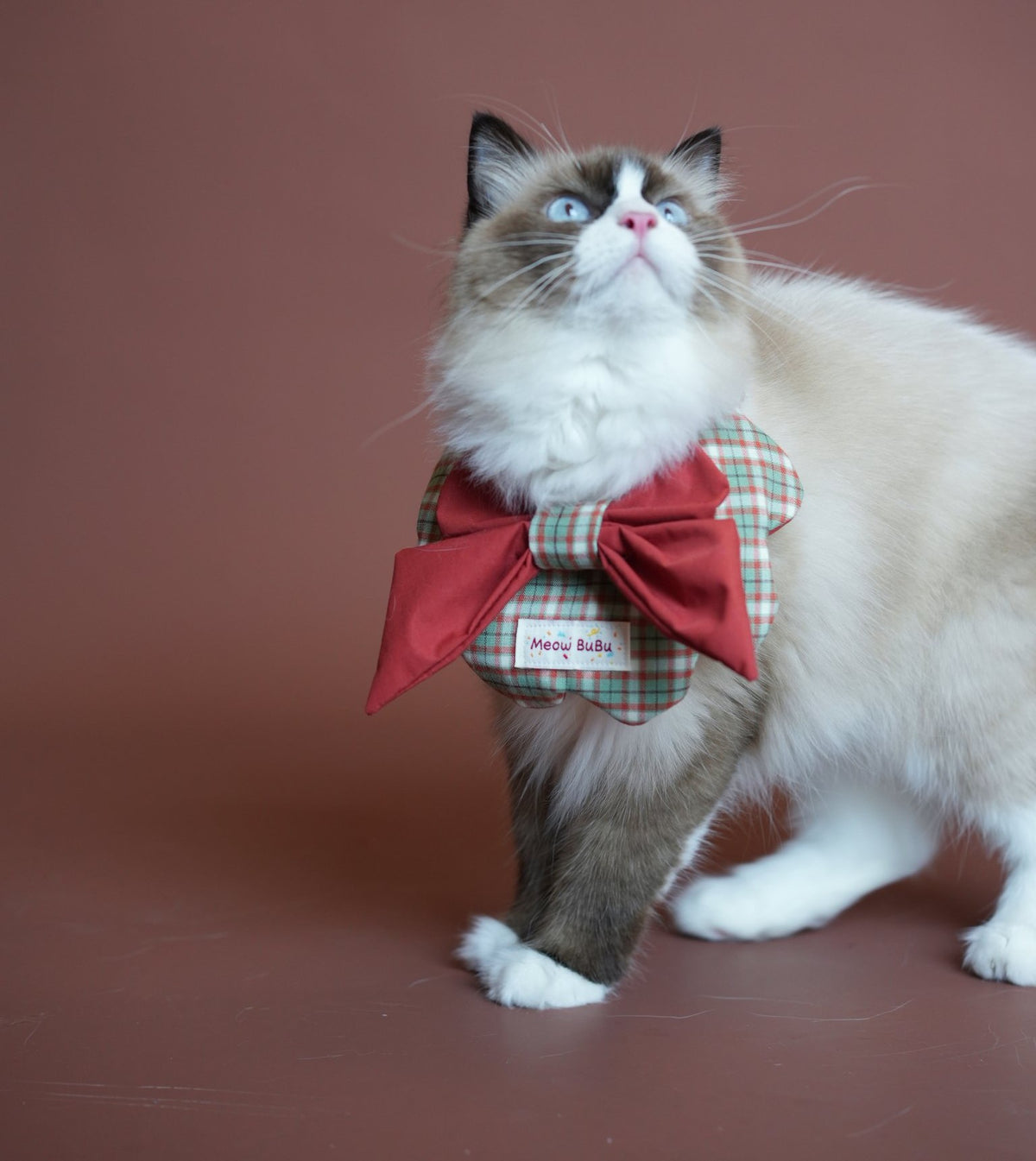 Ragdoll cat wearing the Forest & Flame Petal Bib