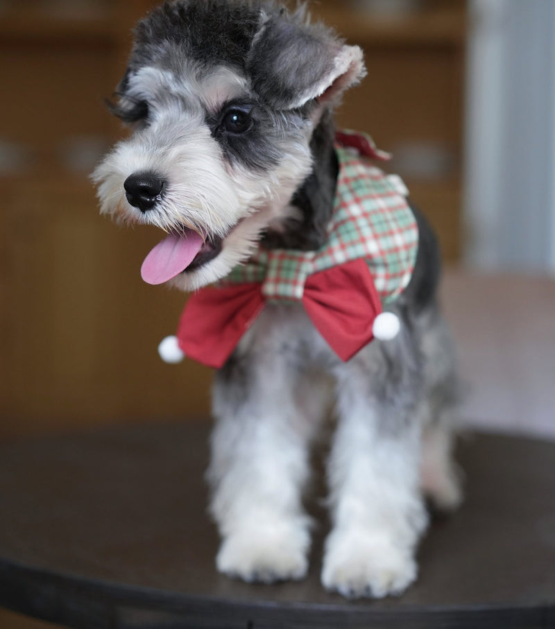 Schnauzer wearing the Forest & Flame Butterfly Collar
