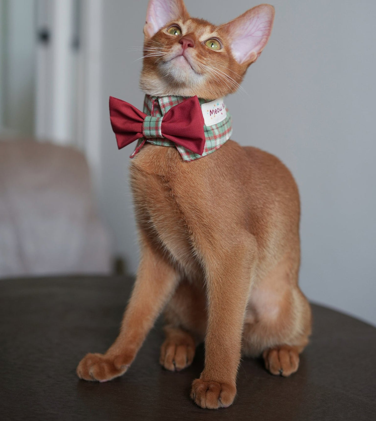 Abyssinian cat wearing the Forest & Flame Bow Tie