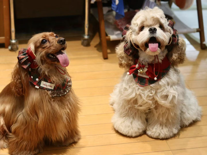 Two Cocker Spaniels wearing the Holiday Tartan ruffle collar and holly bandana