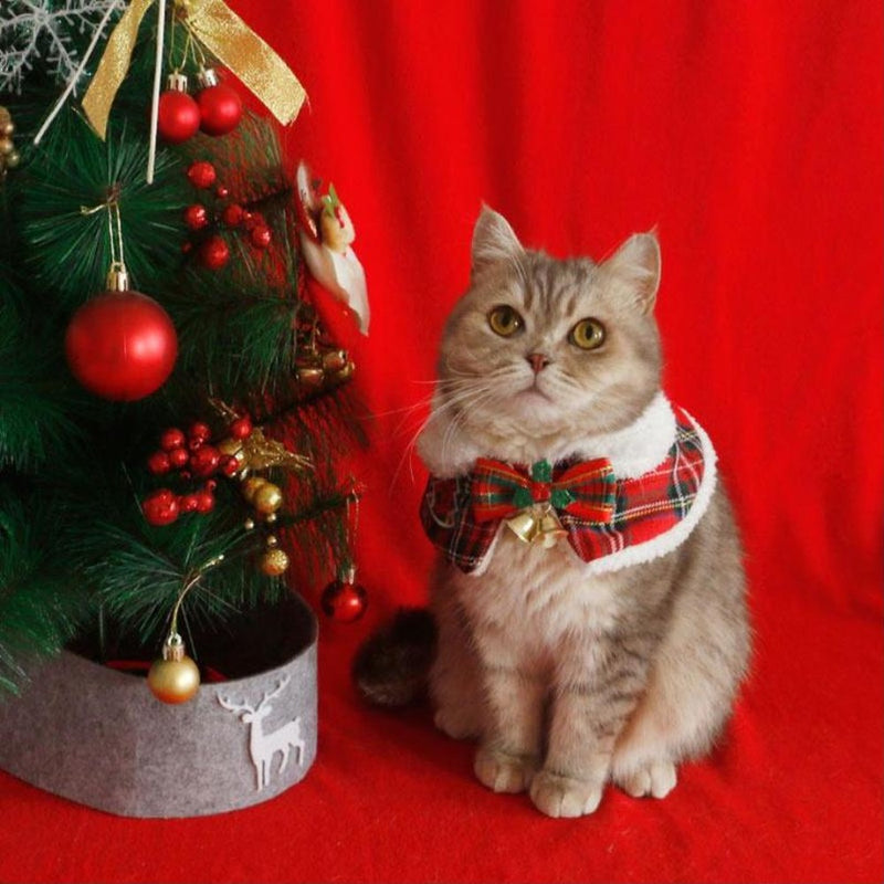 Cat wearing the plaid holiday cape with faux-fur collar, red leaf style