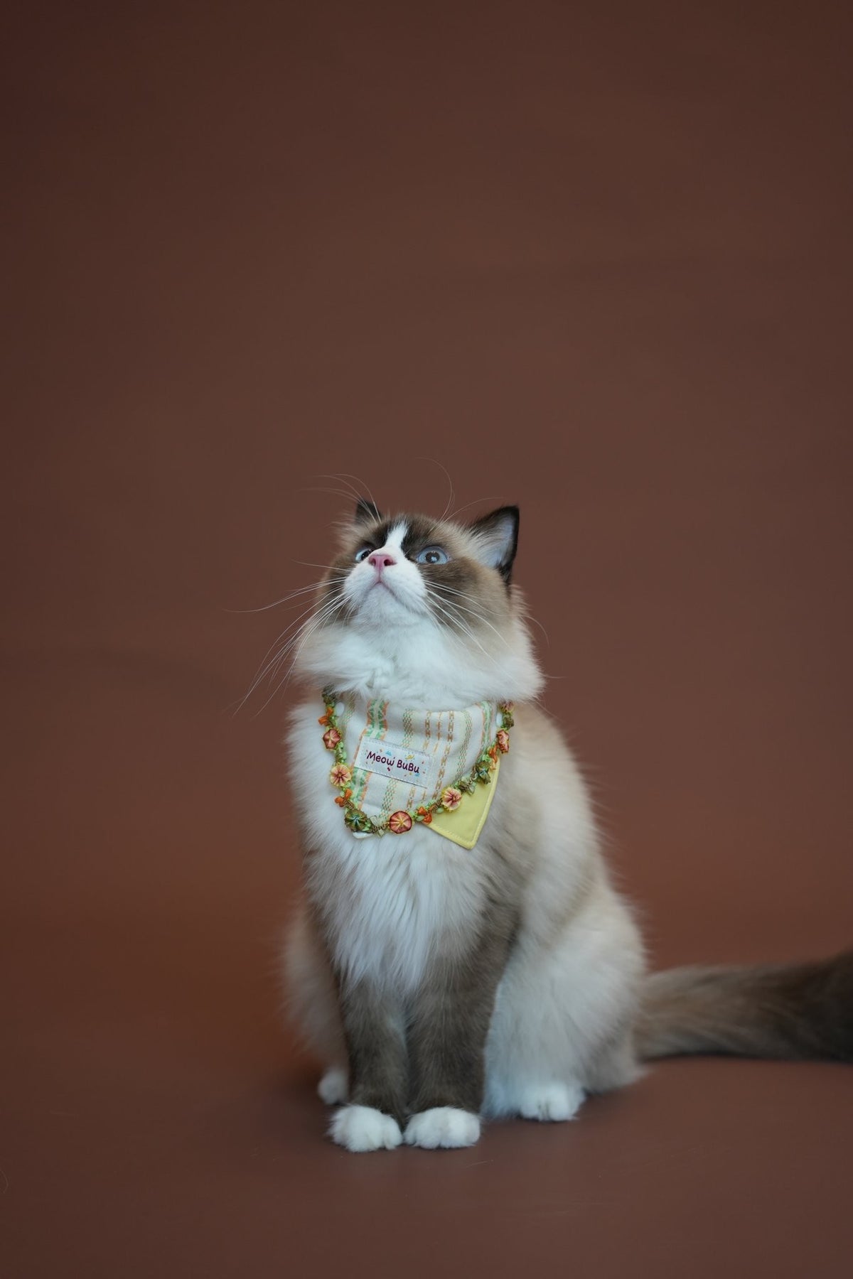 Ragdoll cat wearing the Lemon Morning Bandana