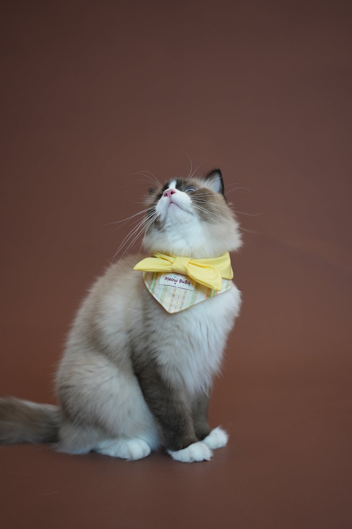 Ragdoll cat wearing the Lemon Morning Sailor Collar