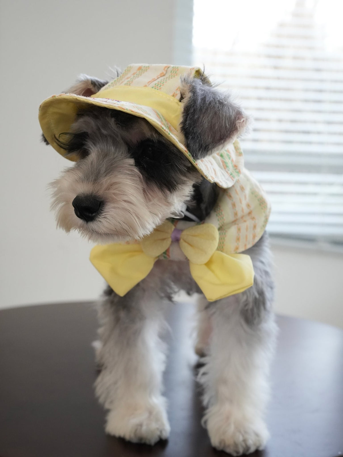 Schnauzer wearing the Lemon Morning Bucket Hat and Bow Tie