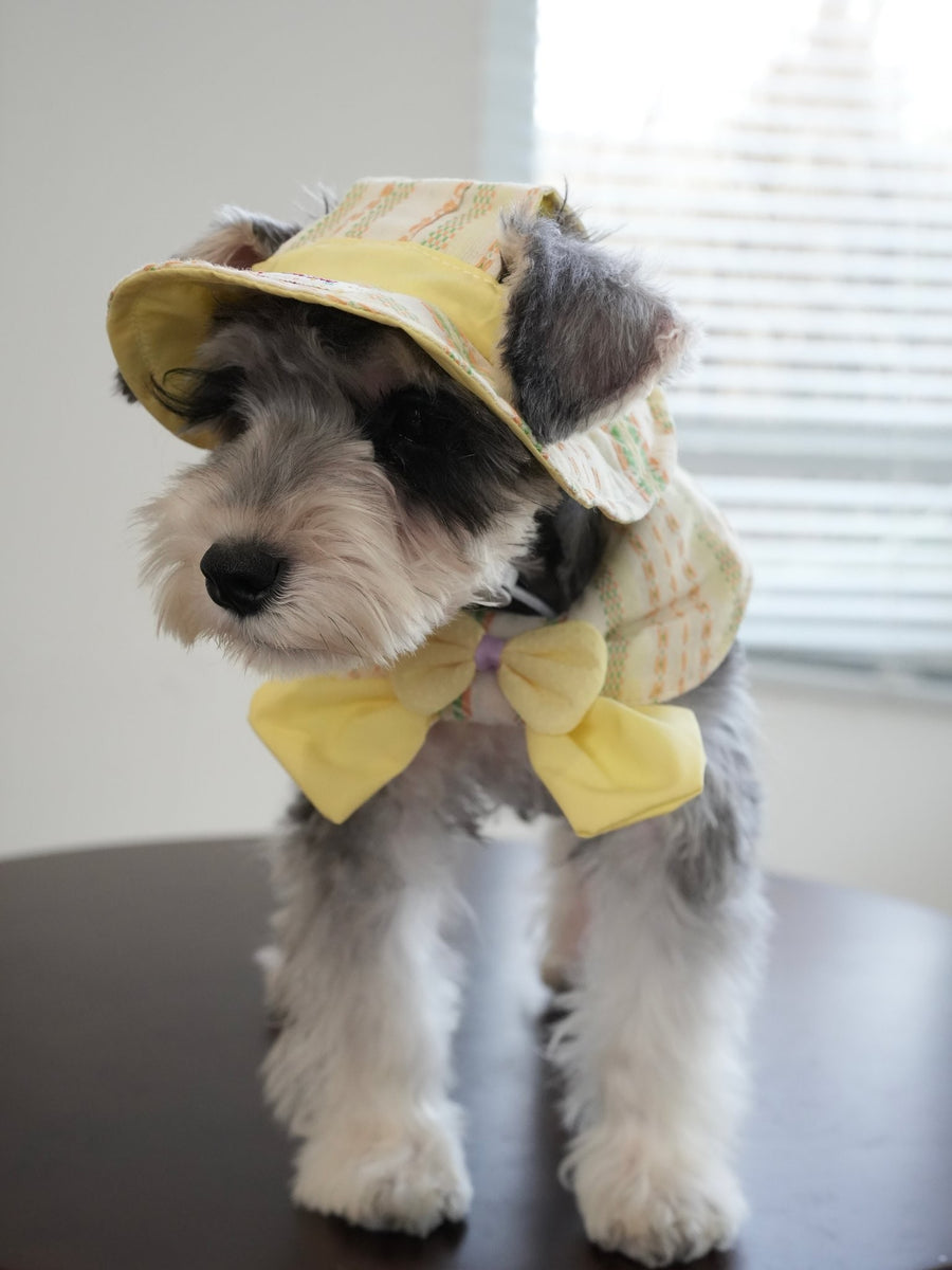 Lemon Morning Pet Bandana & Collar Set