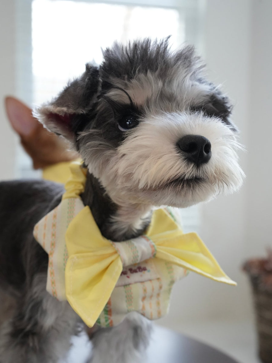 Lemon Morning Pet Bandana & Collar Set