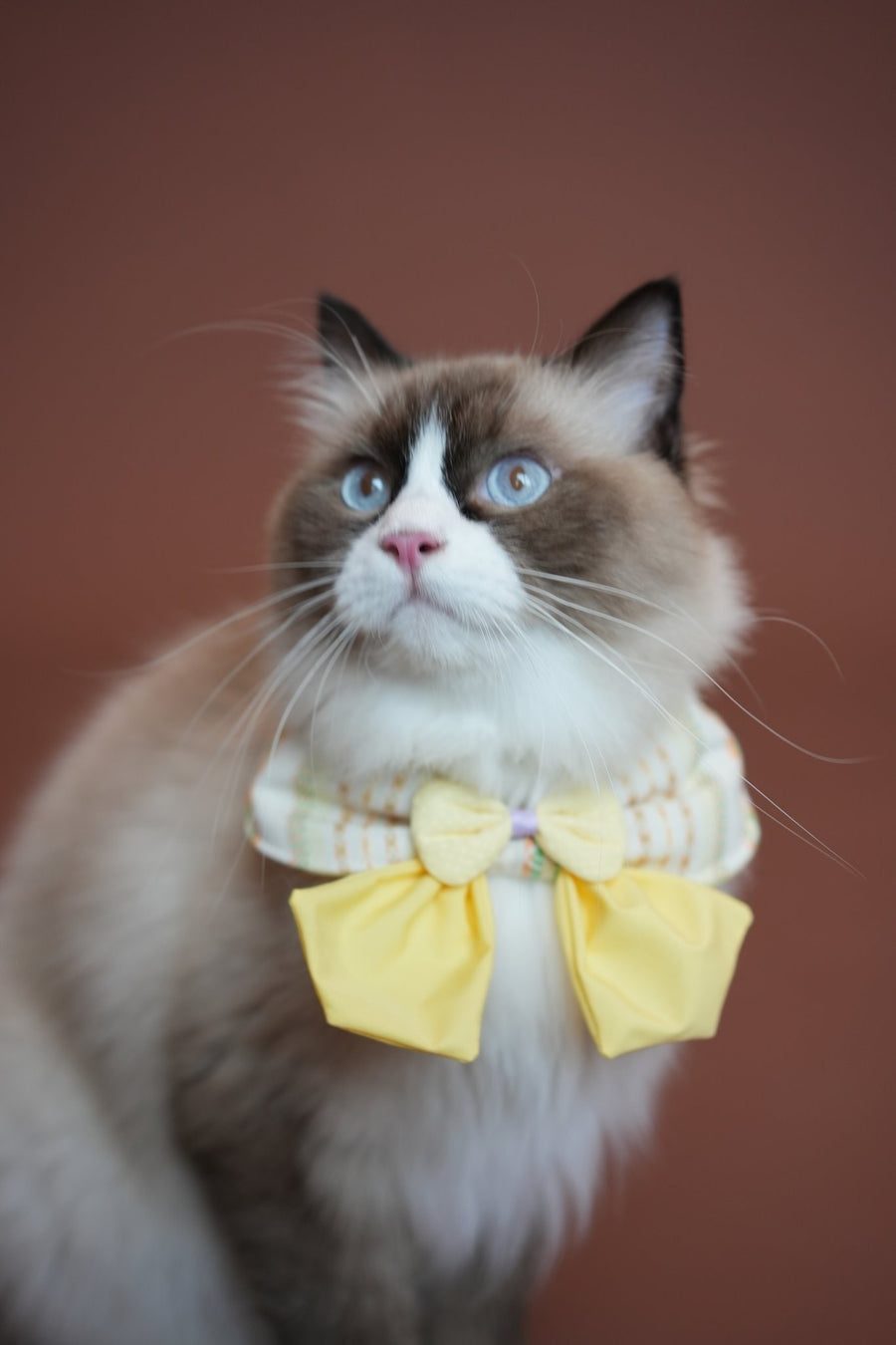 Lemon Morning Pet Bandana & Collar Set