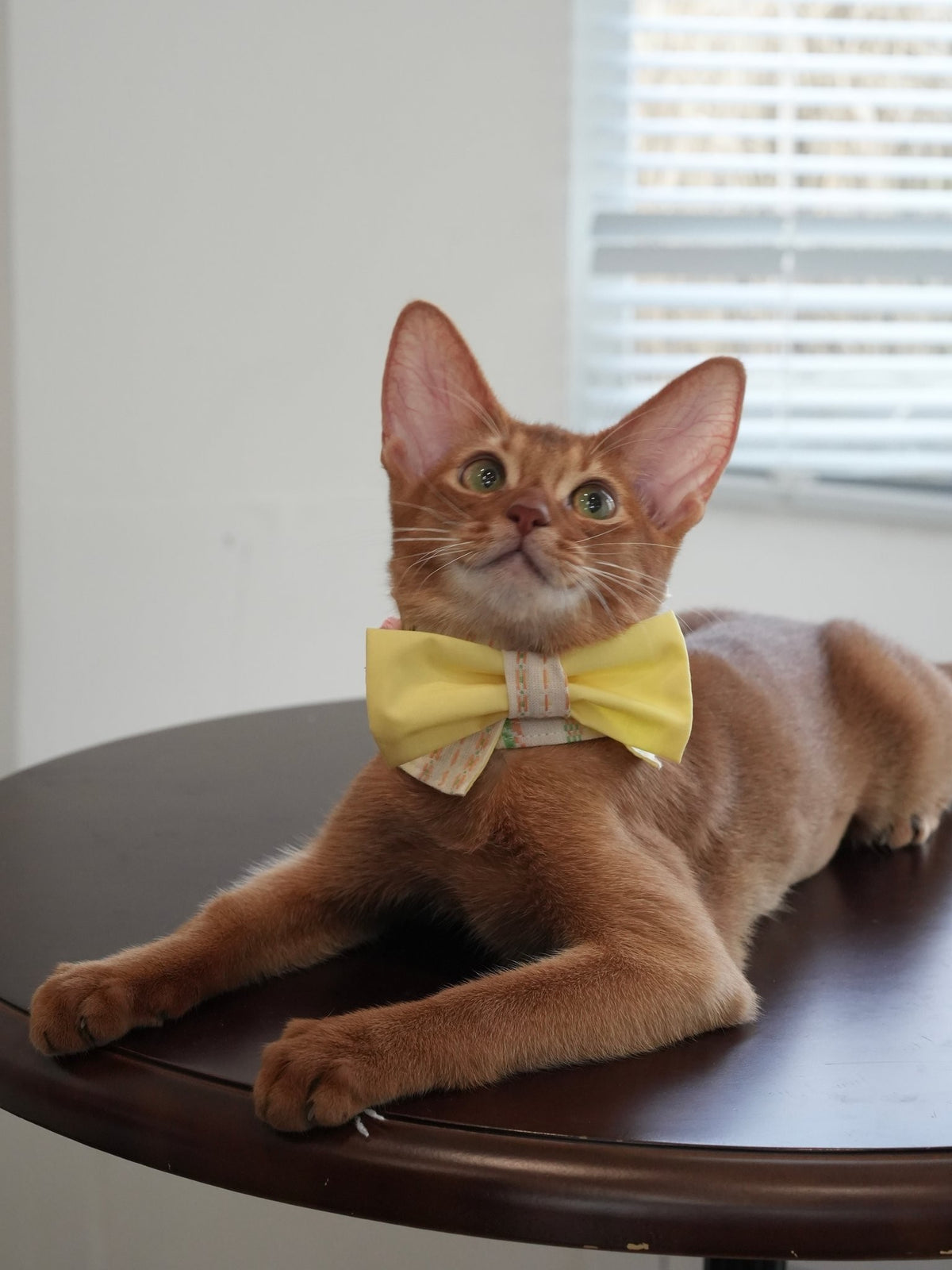 Abyssinian cat wearing the Lemon Morning Bow Tie