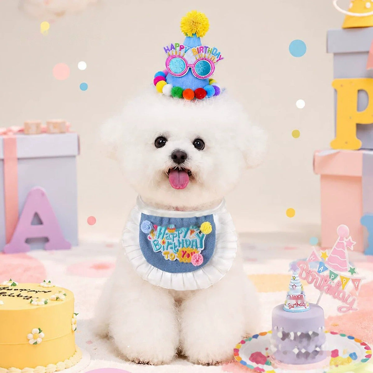 Bichon wearing the birthday party hat and bib