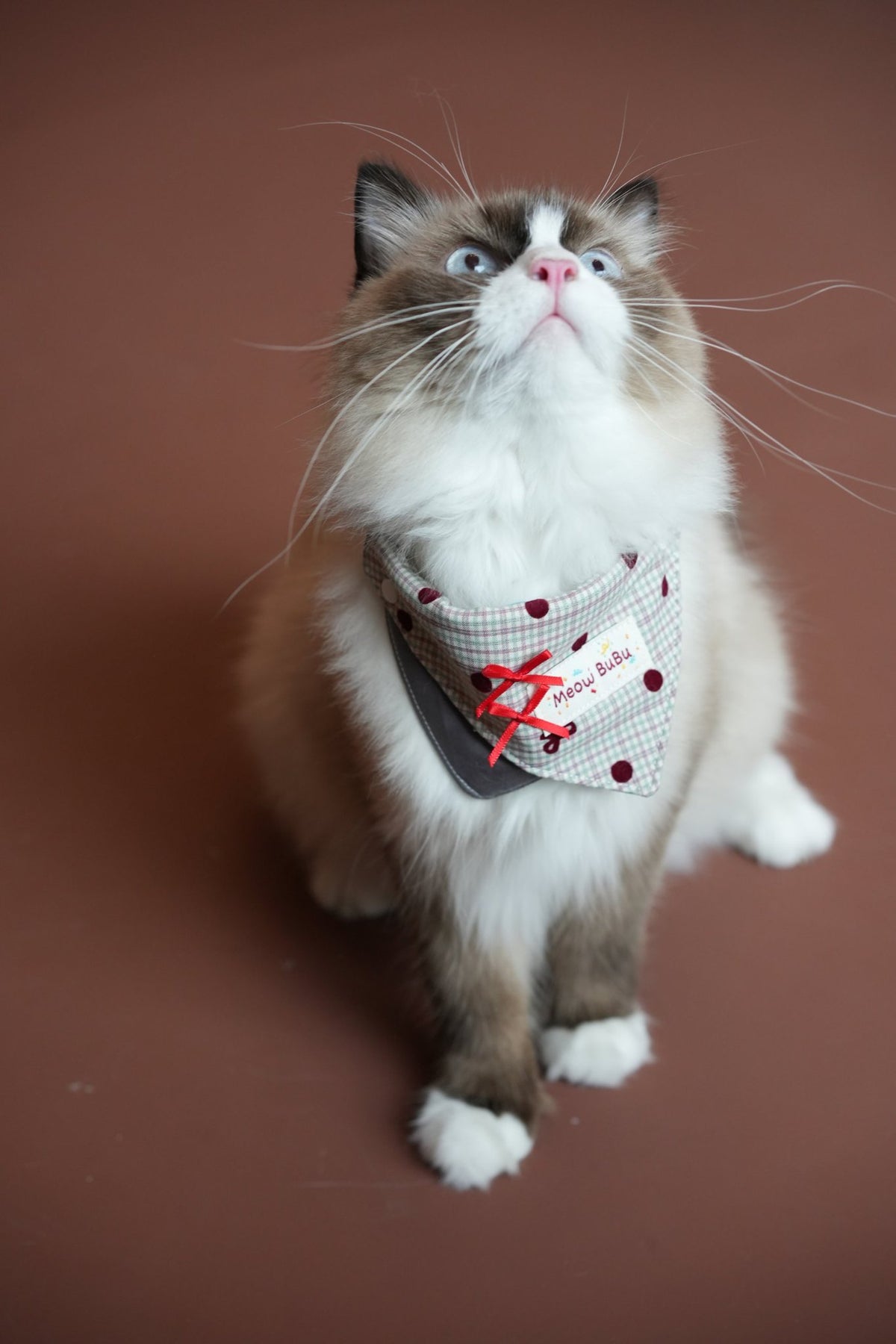 Ragdoll cat wearing the Misty Grey Bandana