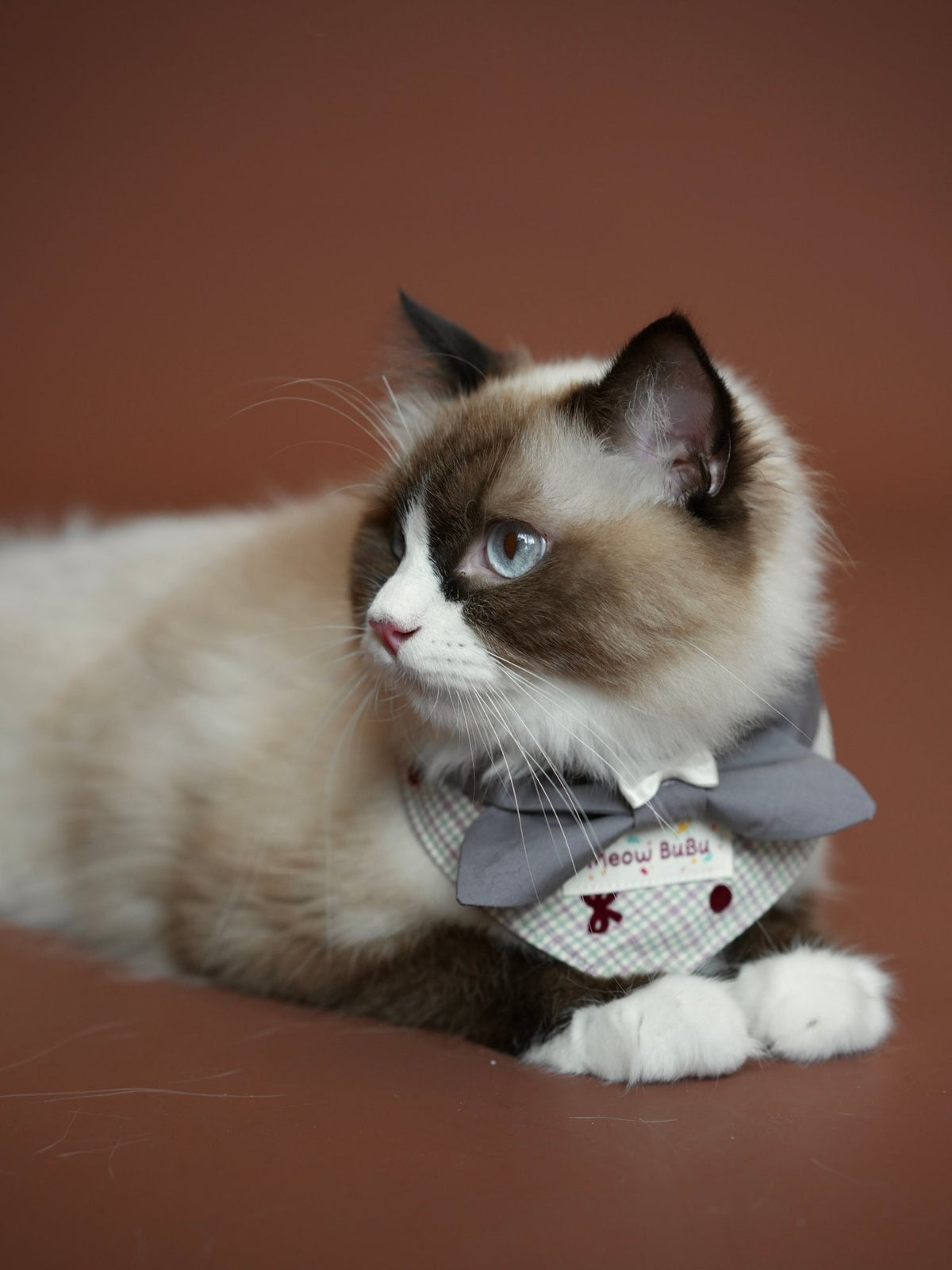 Ragdoll cat wearing the Misty Grey Bow Tie
