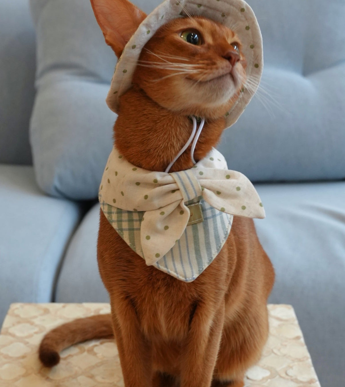 Abyssinian cat wearing the Mint Check Sailor Collar and Bucket Hat