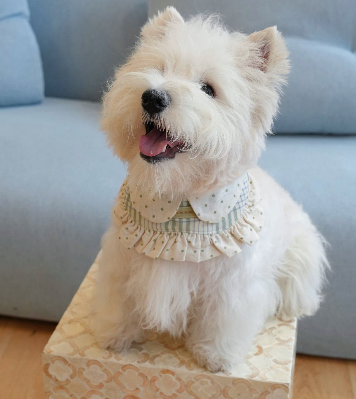 Westie wearing the Mint Check Skirt Bib