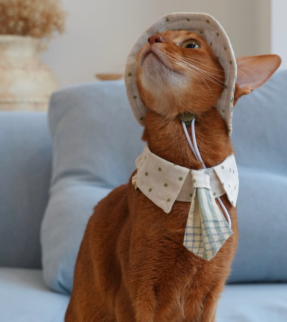 Abyssinian cat wearing the Mint Check Necktie Collar and Bucket Hat