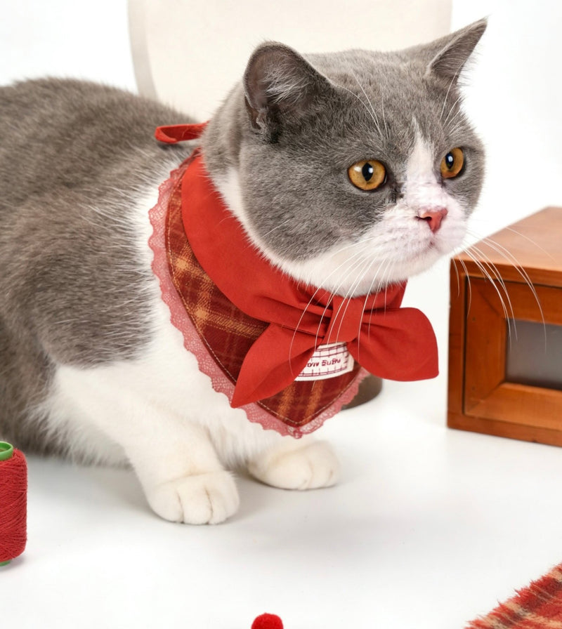 British Shorthair cat wearing the New Year Red Sailor Collar