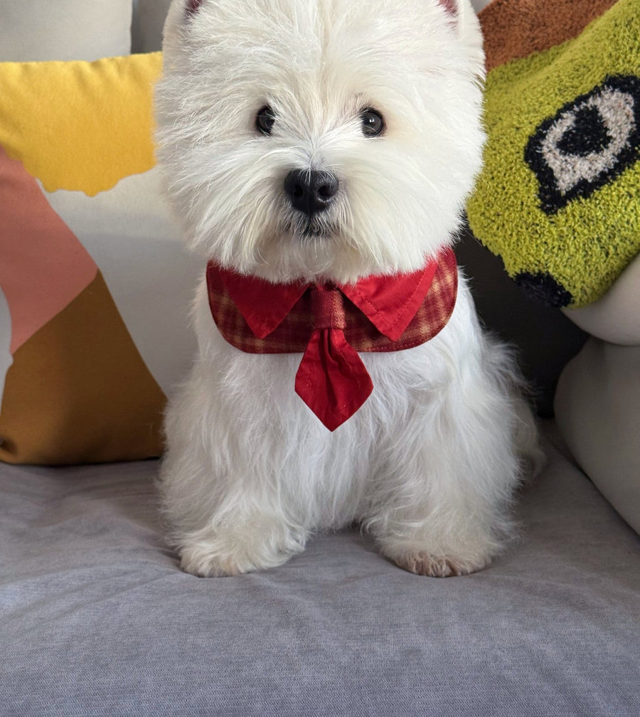 Westie wearing the New Year Red Necktie Collar