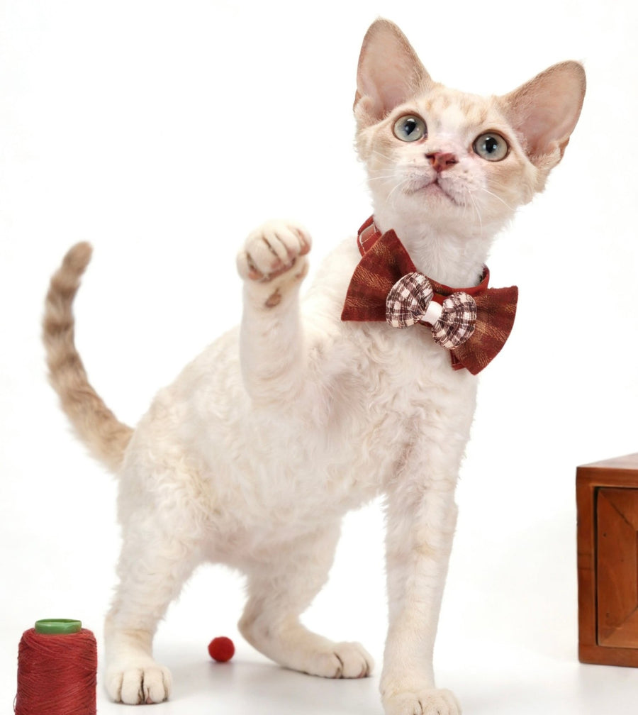 Cat wearing the New Year Red Bow Tie