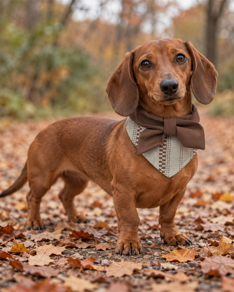 Autumn Woods Pet Bandana & Collar Set