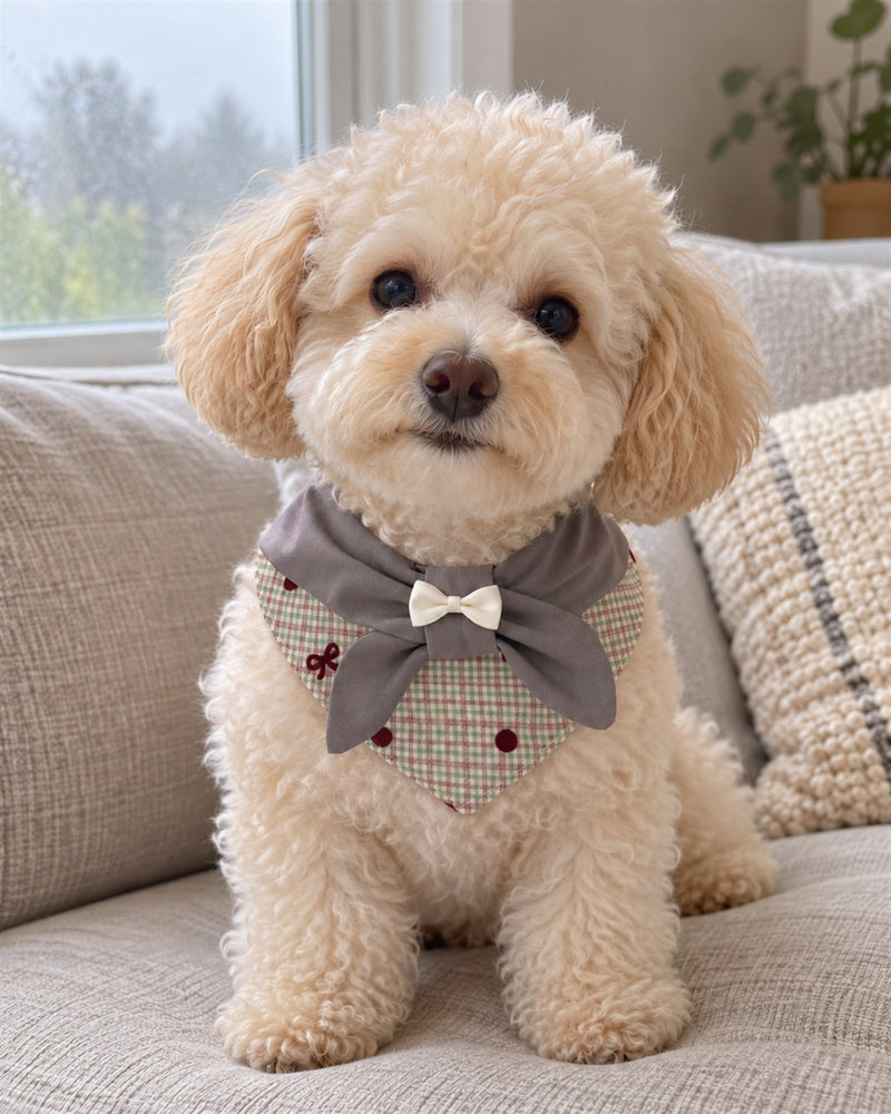 AI-generated preview: an apricot toy poodle wearing the Misty Grey sailor collar on a grey linen sofa