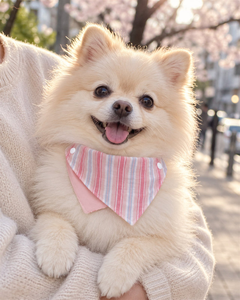 AI-generated preview: a Pomeranian wearing the Sakura Letter bandana