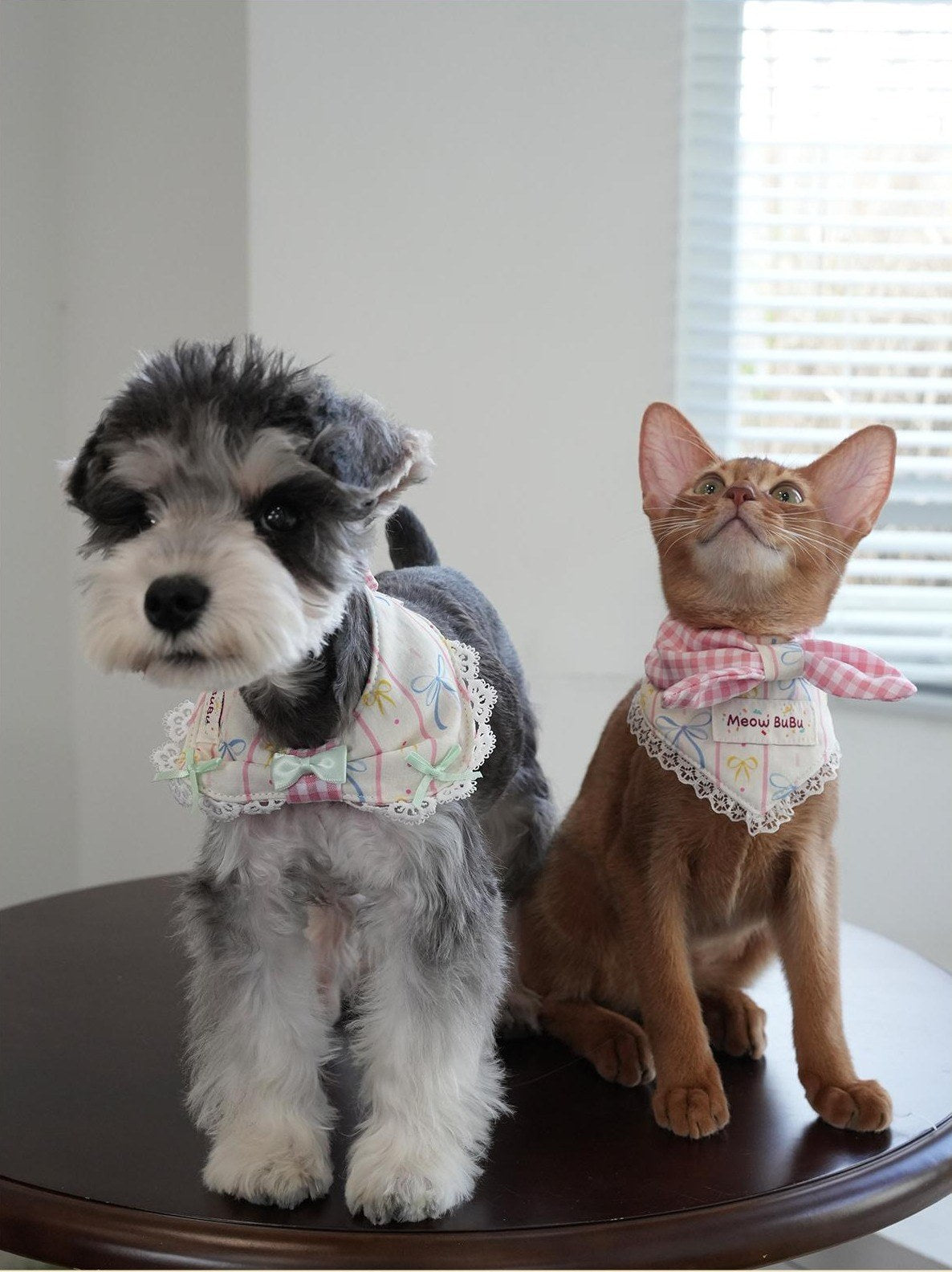 Dog and cat wearing Cream Dream