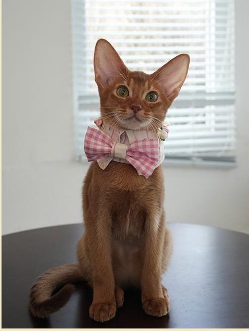 Cat wearing the Cream Dream bow tie