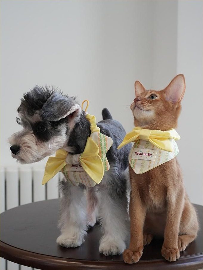 Dog and cat wearing Lemon Morning