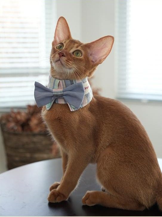 Cat wearing the Seaside Blue bow tie