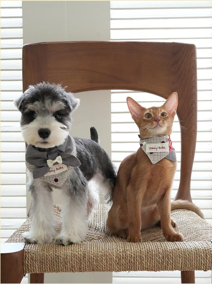 Dog and cat wearing Misty Grey