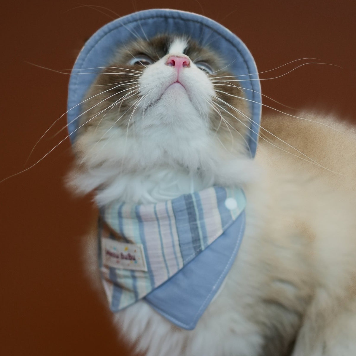 Ragdoll cat wearing the Seaside Blue Bandana and Bucket Hat