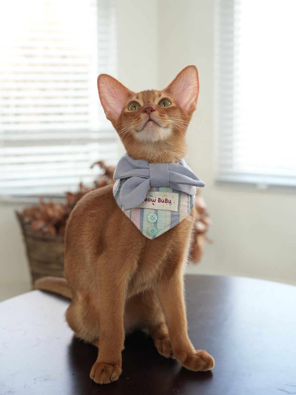 Cat wearing the Seaside Blue Sailor Collar