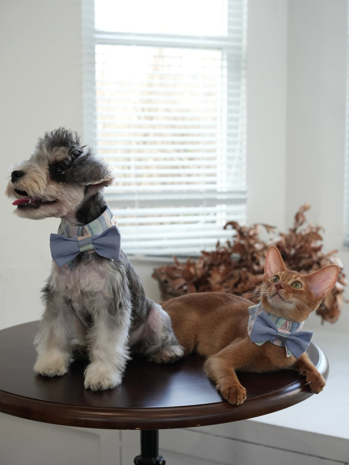Schnauzer and cat wearing the Seaside Blue Bow Tie